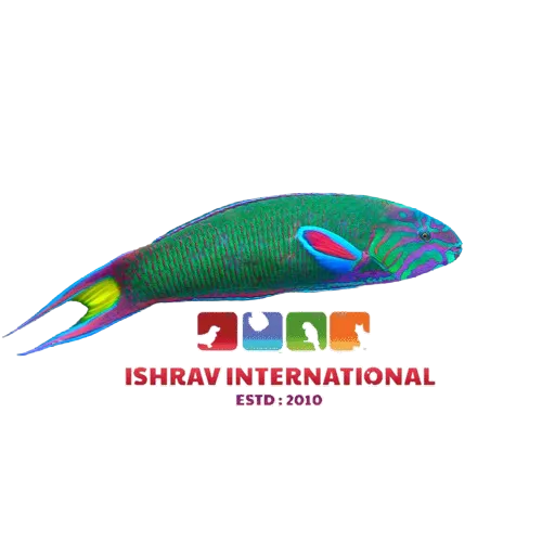 Moon_Wrasse