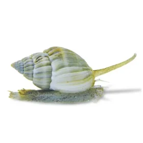 Nassarius snail sand cleaner