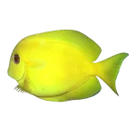 Orange Shoulder Tang (Acanthurus olivaceus)