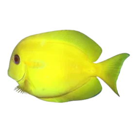 Orange Shoulder Tang (Acanthurus olivaceus)