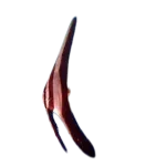 Orbiculate Batfish (Platax orbicularis)