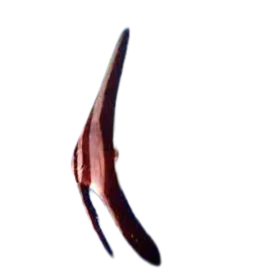 Orbiculate Batfish (Platax orbicularis)