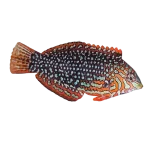 Ornate Leopard Wrasse
