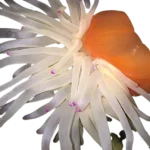 PINK_TIP_ANEMONE_side