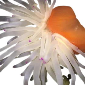 PINK_TIP_ANEMONE_side