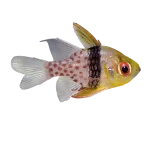 Pajama Cardinalfish (Sphaeramia nematoptera