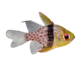 Pajama Cardinalfish (Sphaeramia nematoptera