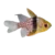 Pajama Cardinalfish (Sphaeramia nematoptera