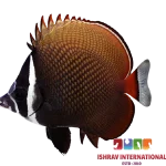 Pakistan Butterflyfish