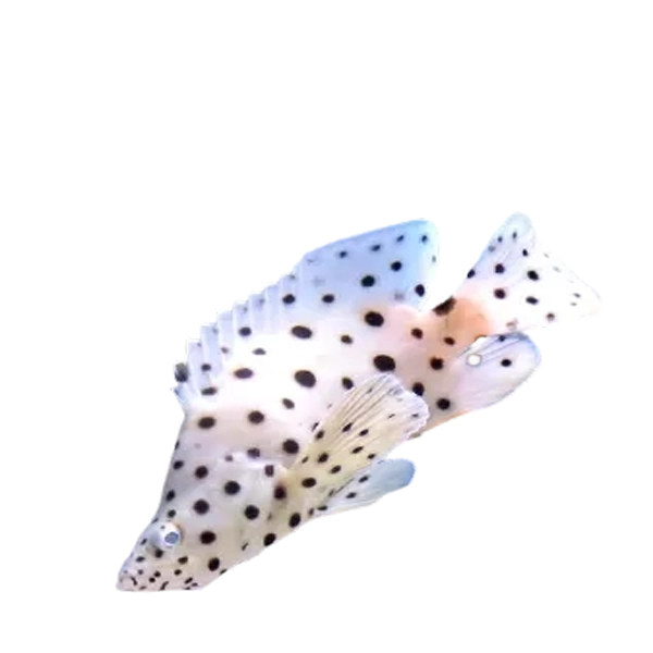 Panther grouper care top
