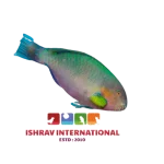 Parrot_Wrasse_Juvenile