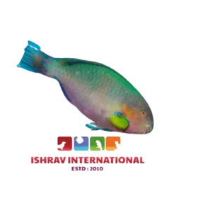 Parrot_Wrasse_Juvenile