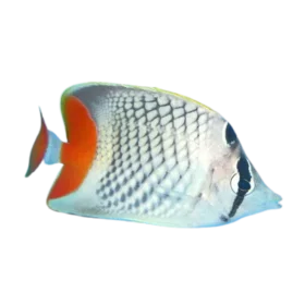 Pearlscale-Butterflyfish-Chaetodon-xanthurus