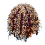 Pincushion Urchin, Hairy (Tripneustes gratilla)