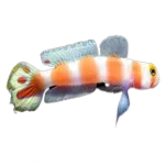 Pinkbar Goby (Amblyeleotris aurora)