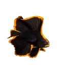 Pinnate Batfish
