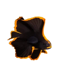 Pinnate Batfish