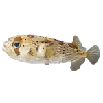 Porcupine_Puffer
