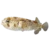 Porcupine_Puffer