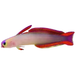 Purple Fire Gobyfish