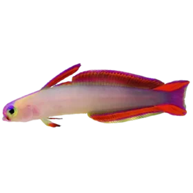 Purple Fire Gobyfish