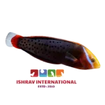 Queen Coris Wrasse Juvenile Fish