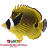 Raccoon Butterflyfish