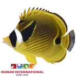 Raccoon Butterflyfish