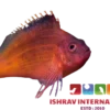 Red Hawk Fish