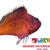 Red Hawk Fish