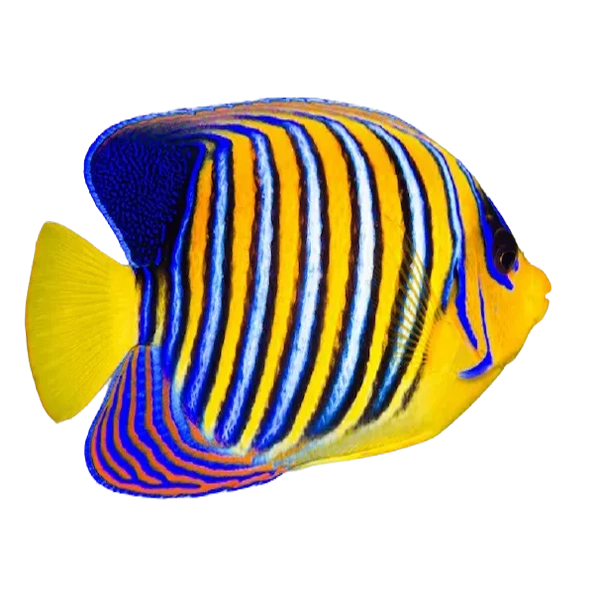 Regal Angelfish (Pygoplites diacanthus)