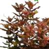 Rotala Macrandra (Pink)