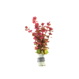 Rotala_Macrandra_Mini_Butterfly_hi_Red