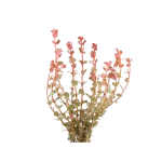 Rotala Rotundifolia - hi Red