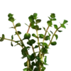 Rotala indica