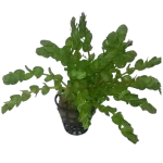 Rotala rotundifolia 'twilight'