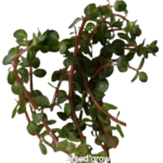 Rotala_sp._Spikey