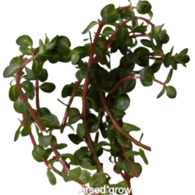 Rotala_sp._Spikey