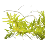 Rotala sp "big bear"