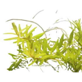 Rotala sp "big bear"