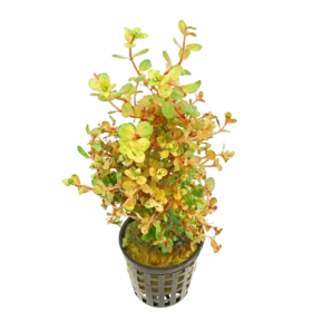 Rotala_sp_mini_gold