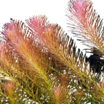 Rotala_wallichii_mexicana__red