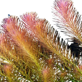 Rotala_wallichii_mexicana__red