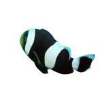 Saddleback Clownfish (Amphiprion polymnus)