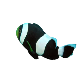 Saddleback Clownfish (Amphiprion polymnus)