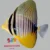 Sailfin Tang, Desjardini (Zebrasoma desjardini)