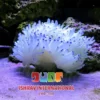 Sebae Anemone