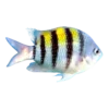 Sergeant Major Damselfish