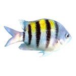 Sergeant Major Damselfish