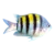 Sergeant Major Damselfish